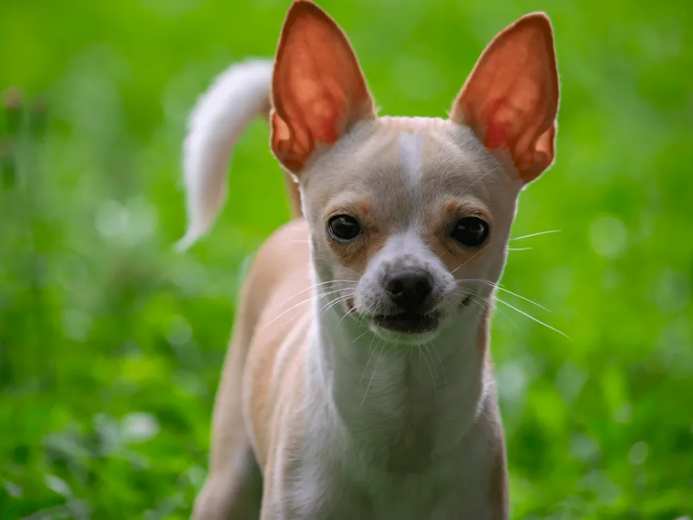 Chó Chihuahua là chó gì? Nguồn gốc, đặc điểm, cách nuôi và giá bán chó Chihuahua