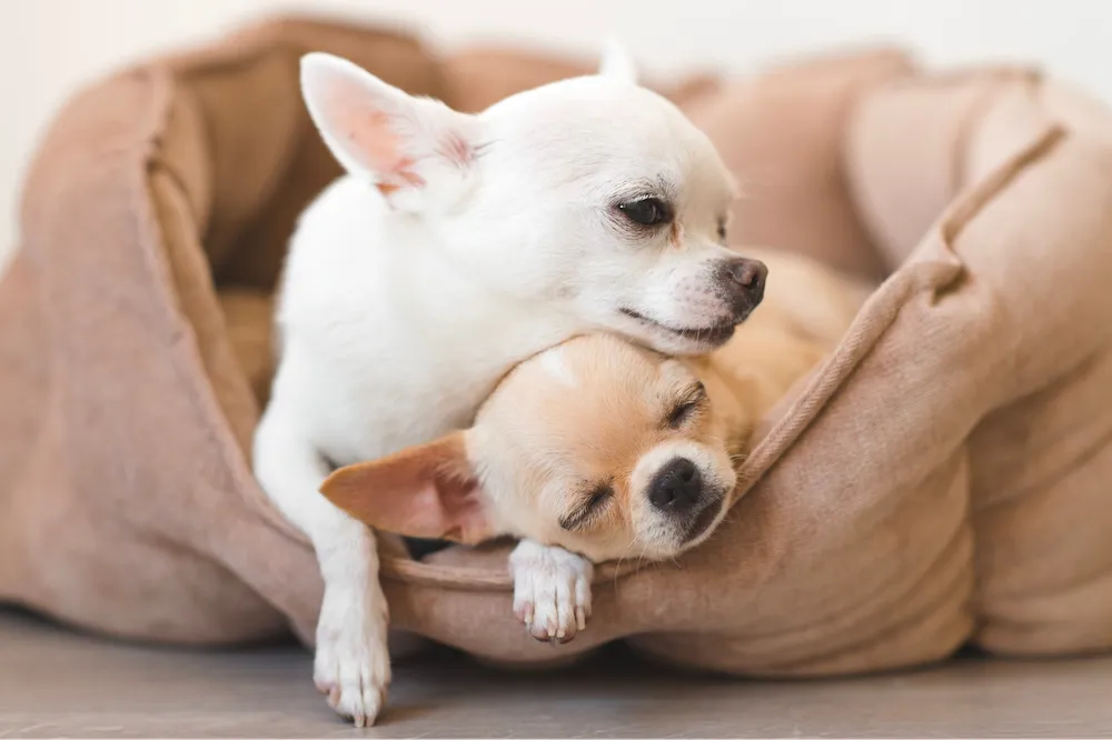 Chó Chihuahua là chó gì? Nguồn gốc, đặc điểm, cách nuôi và giá bán chó Chihuahua