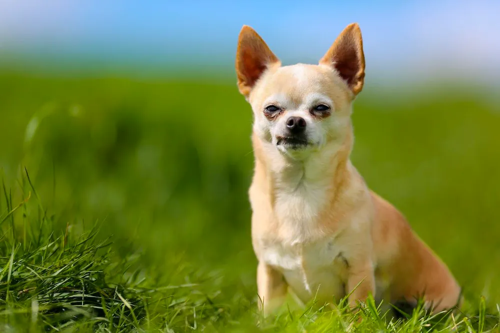 Chó Chihuahua là chó gì? Nguồn gốc, đặc điểm, cách nuôi và giá bán chó Chihuahua