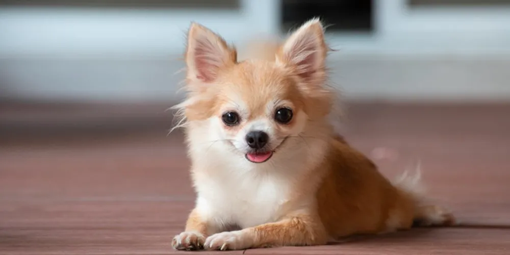 Chó Chihuahua là chó gì? Nguồn gốc, đặc điểm, cách nuôi và giá bán chó Chihuahua