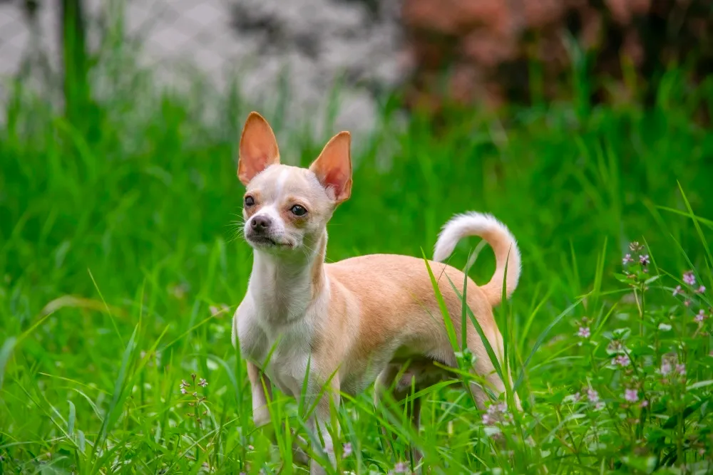 Chó Chihuahua là chó gì? Nguồn gốc, đặc điểm, cách nuôi và giá bán chó Chihuahua