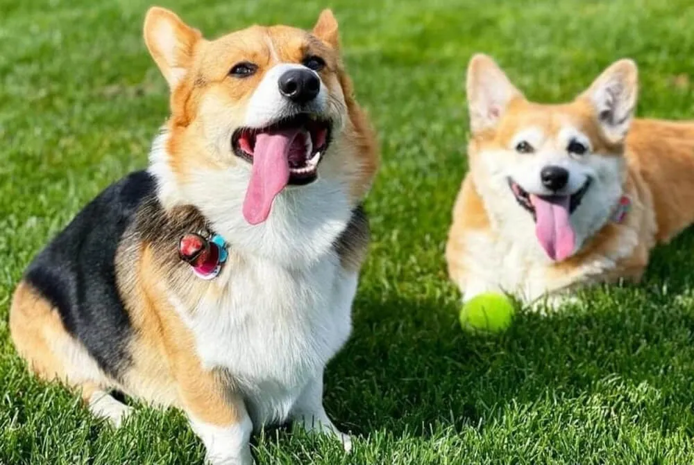 Chó corgi là chó gì? Nguồn gốc, đặc điểm, cách nuôi, bảng giá