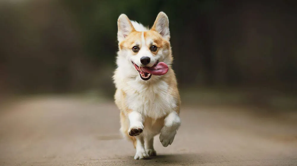 Chó corgi là chó gì? Nguồn gốc, đặc điểm, cách nuôi, bảng giá