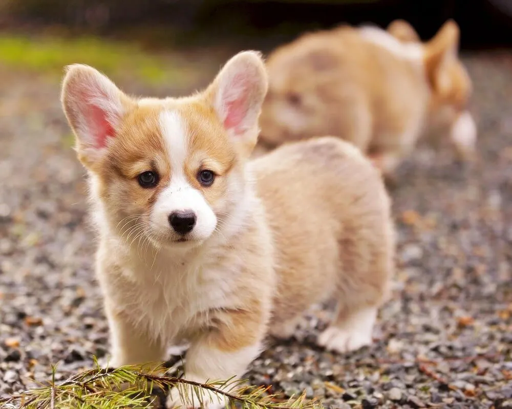 Chó corgi là chó gì? Nguồn gốc, đặc điểm, cách nuôi, bảng giá