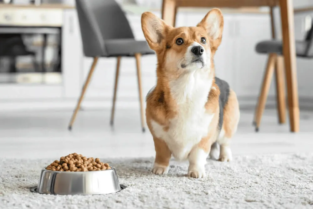 Chó corgi là chó gì? Nguồn gốc, đặc điểm, cách nuôi, bảng giá