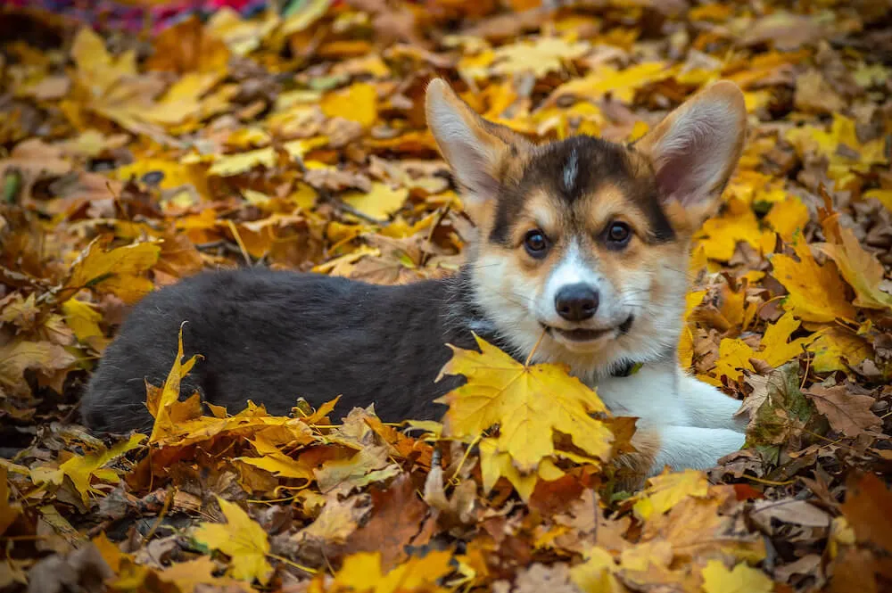 Chó corgi là chó gì? Nguồn gốc, đặc điểm, cách nuôi, bảng giá