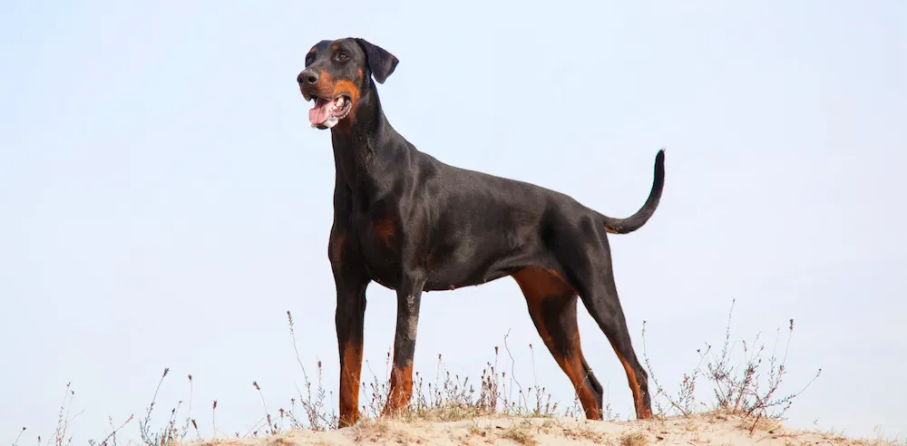 Chó Doberman là gì? Nguồn gốc, đặc điểm, cách nuôi và giá bán chó Doberman