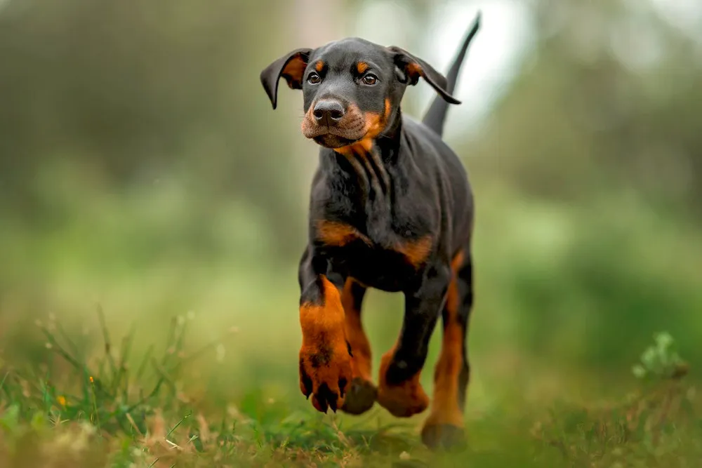 Chó Doberman là gì? Nguồn gốc, đặc điểm, cách nuôi và giá bán chó Doberman