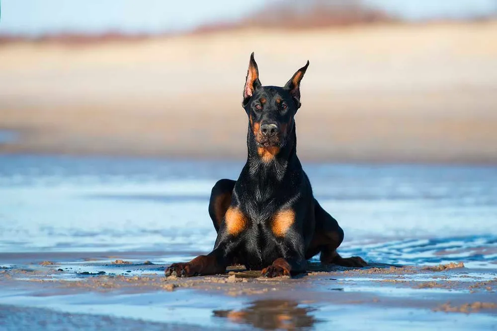 Chó Doberman là gì? Nguồn gốc, đặc điểm, cách nuôi và giá bán chó Doberman