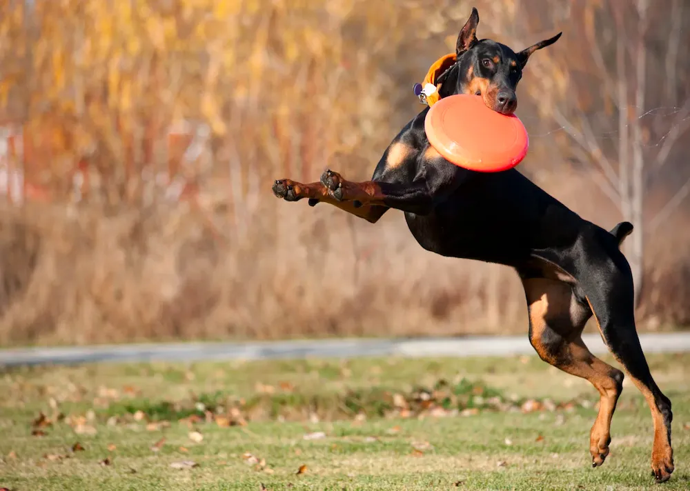 Chó Doberman là gì? Nguồn gốc, đặc điểm, cách nuôi và giá bán chó Doberman