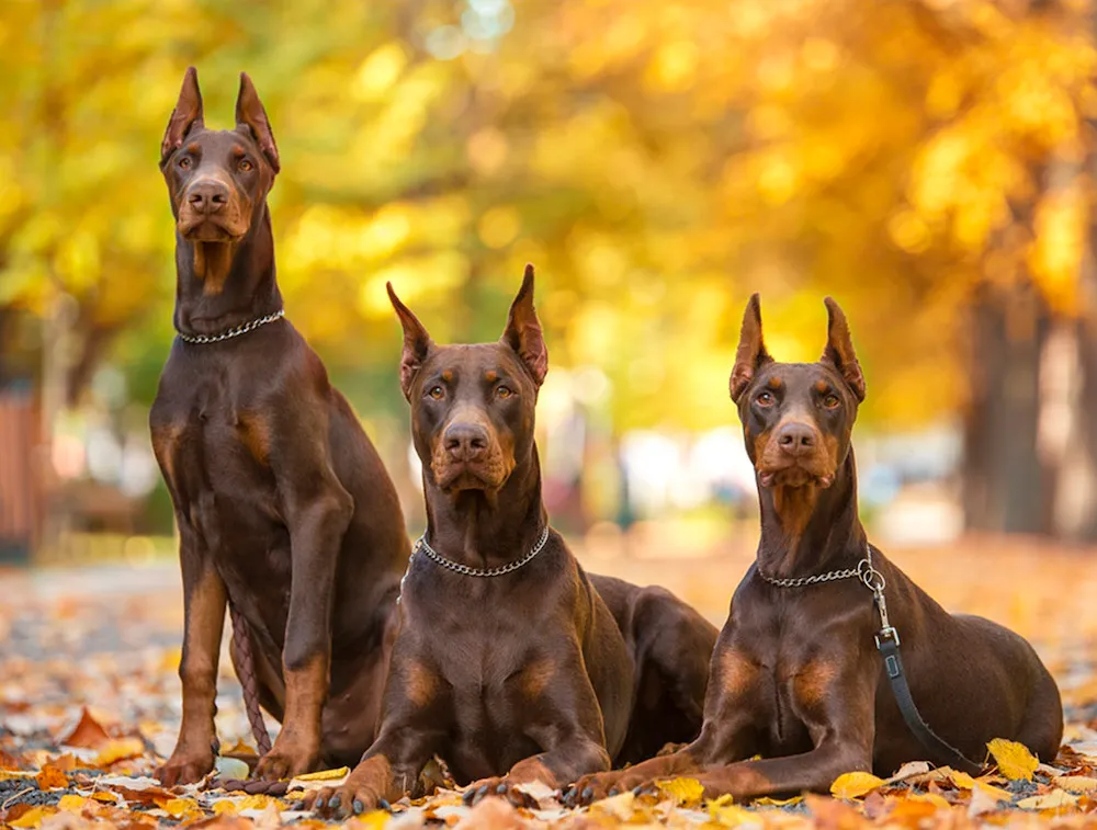 Chó Doberman là gì? Nguồn gốc, đặc điểm, cách nuôi và giá bán chó Doberman