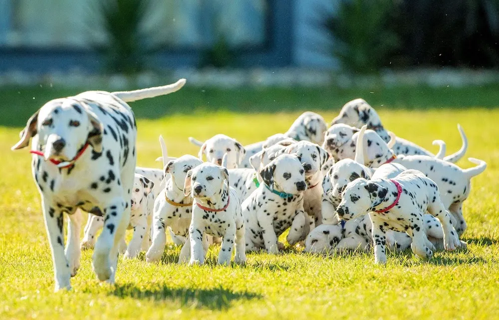 Chó đốm có nguồn gốc từ đâu? Cách chăm sóc và giá bán ra sao?