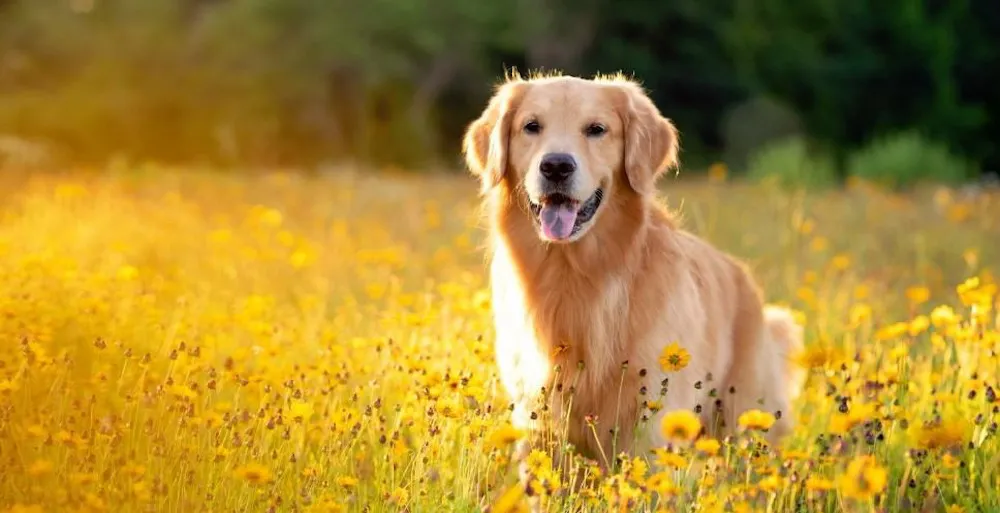 Chó Golden là gì? Nguồn gốc, đặc điểm, cách nuôi và bảng giá