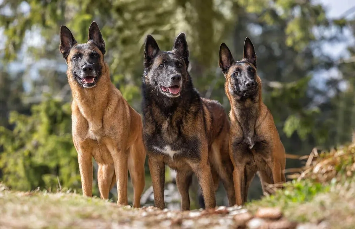 Chó Malinois: Nguồn gốc, đặc điểm, giá bán, cách chăm sóc