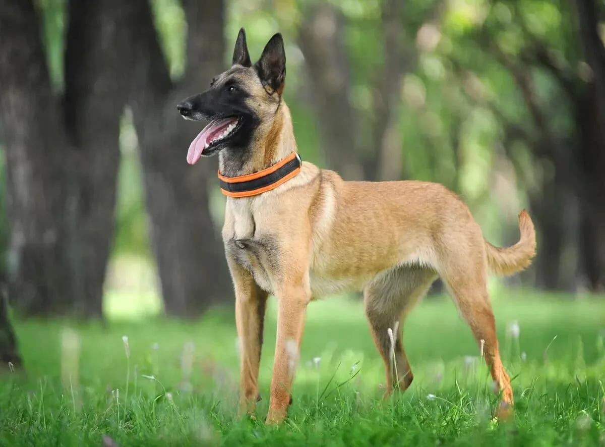 Chó Malinois: Nguồn gốc, đặc điểm, giá bán, cách chăm sóc