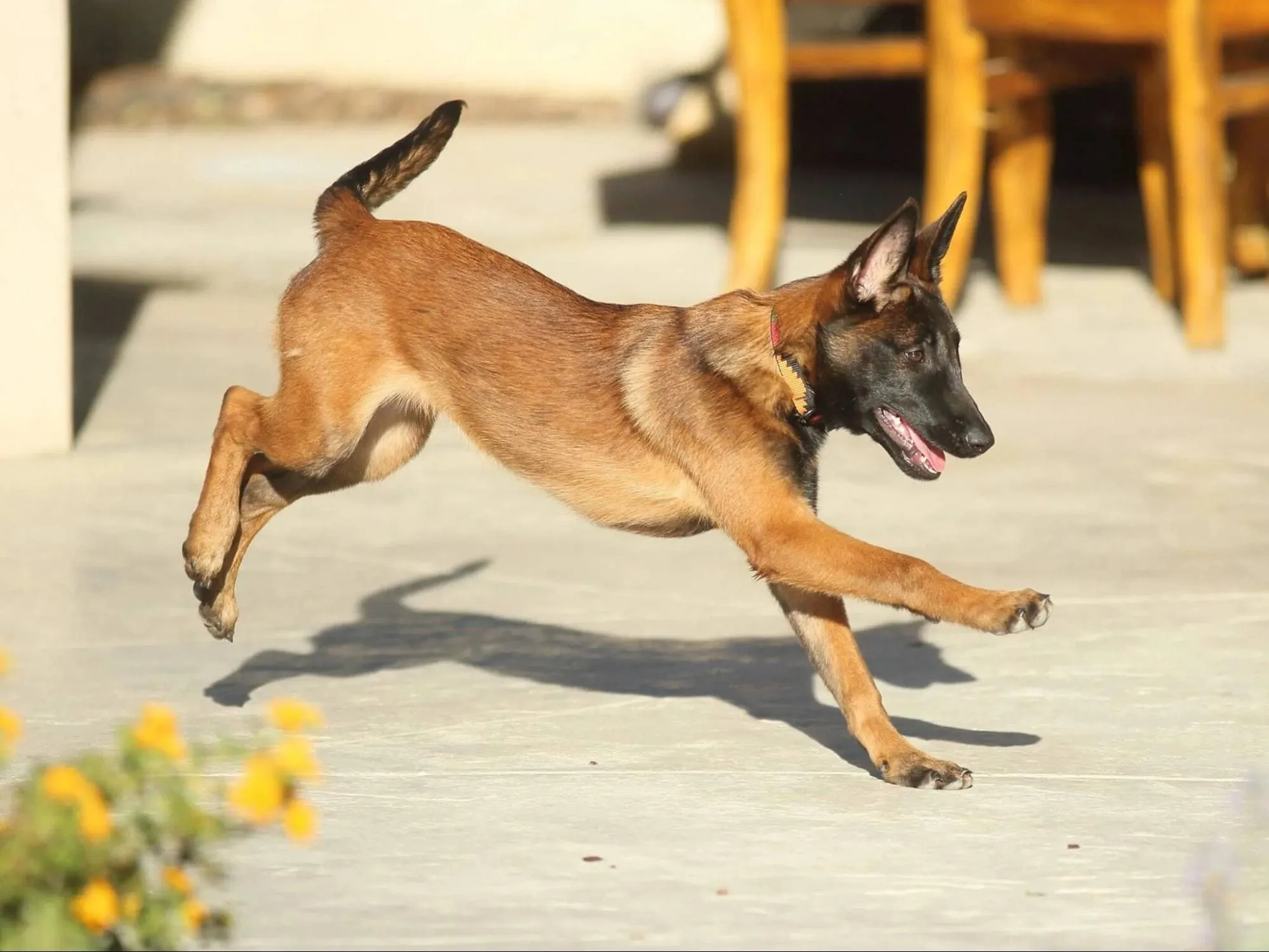 Chó Malinois: Nguồn gốc, đặc điểm, giá bán, cách chăm sóc