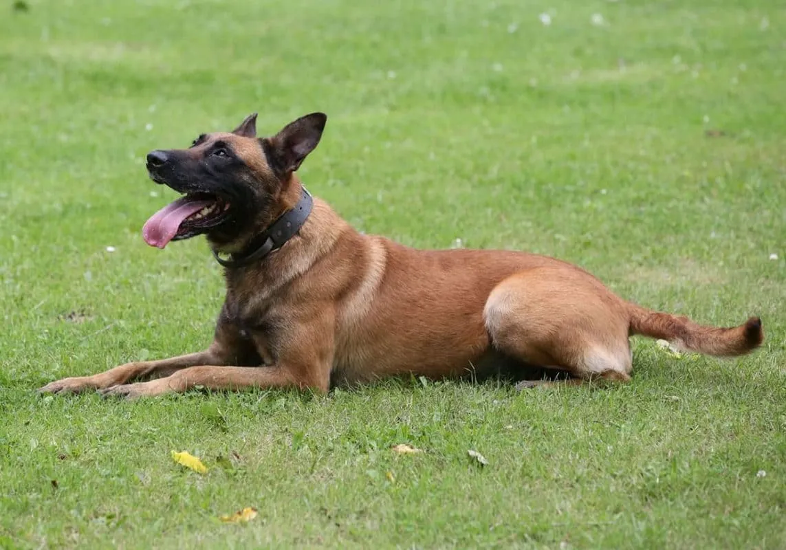 Chó Malinois: Nguồn gốc, đặc điểm, giá bán, cách chăm sóc