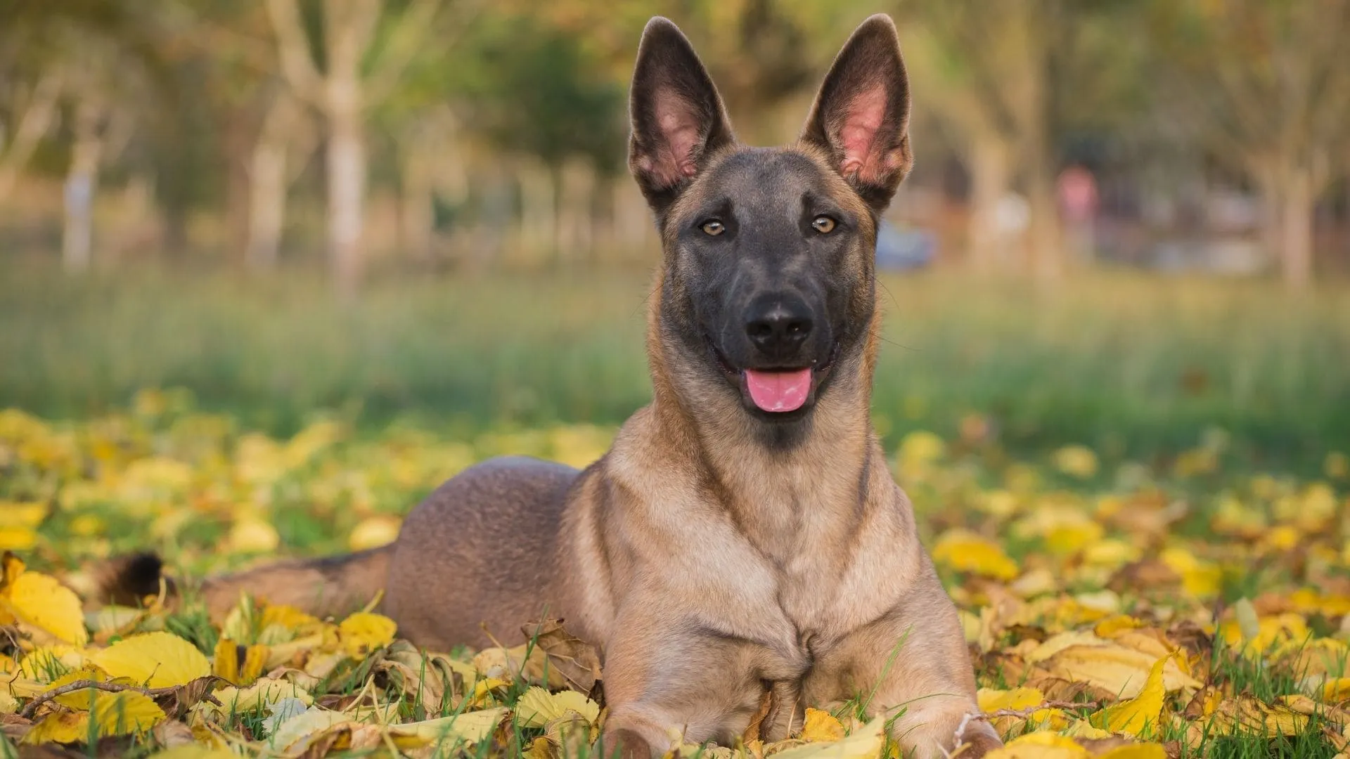 Chó Malinois: Nguồn gốc, đặc điểm, giá bán, cách chăm sóc