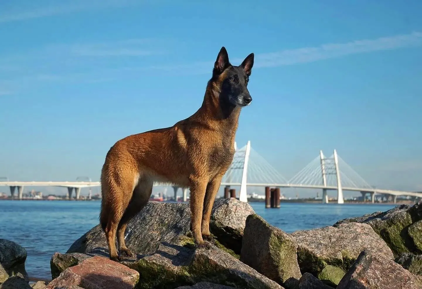 Chó Malinois: Nguồn gốc, đặc điểm, giá bán, cách chăm sóc