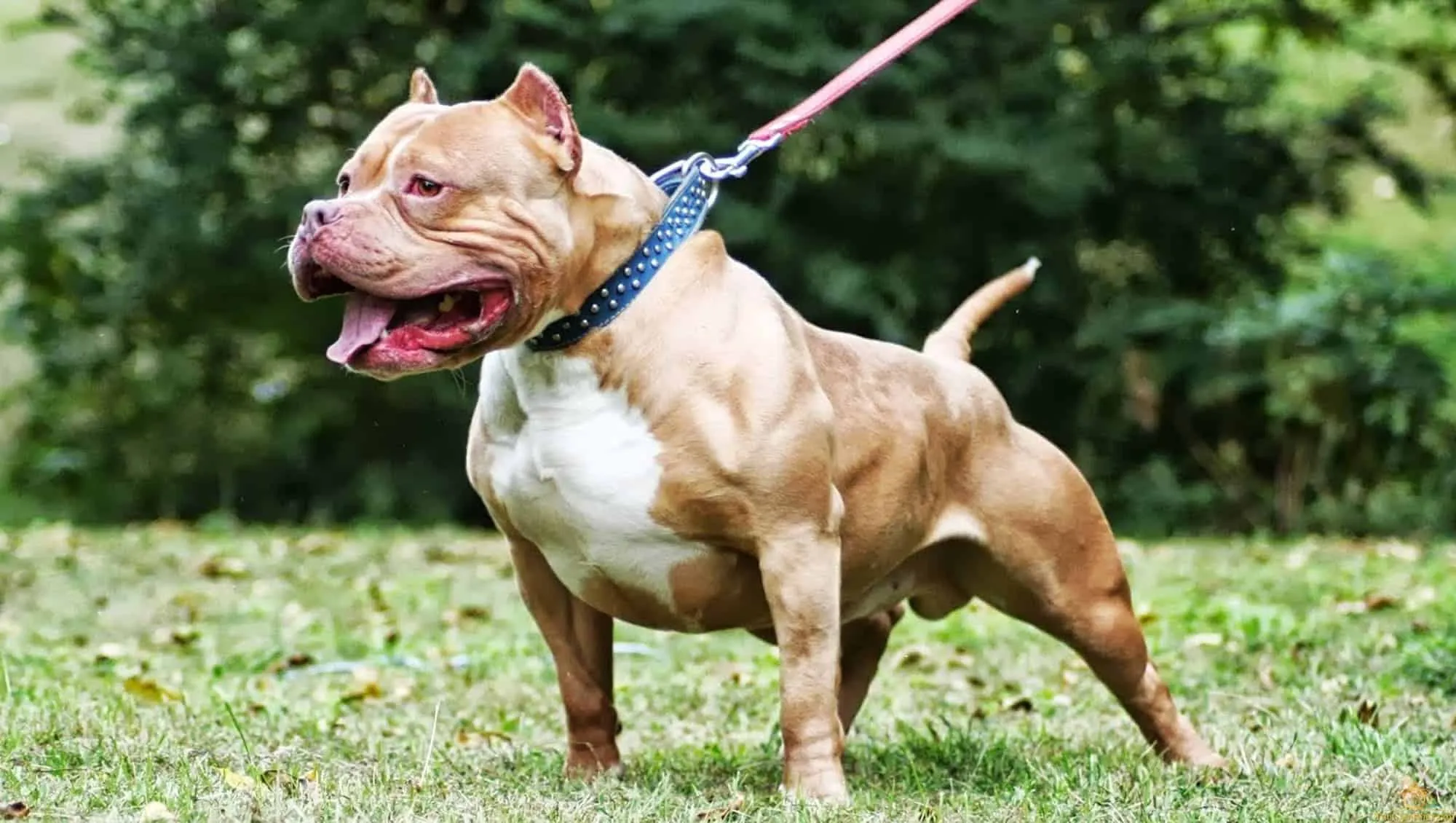 Chó Pitbull: Nguồn gốc, đặc điểm và cách chăm sóc