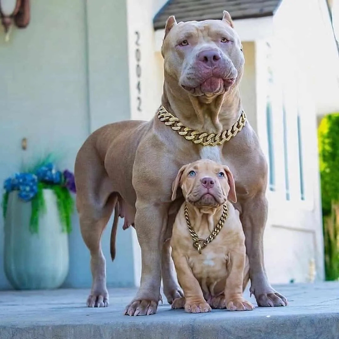 Chó Pitbull: Nguồn gốc, đặc điểm và cách chăm sóc