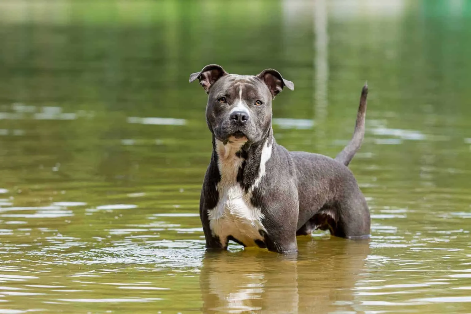 Chó Pitbull: Nguồn gốc, đặc điểm và cách chăm sóc