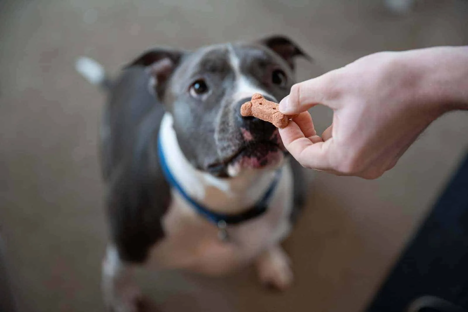 Chó Pitbull: Nguồn gốc, đặc điểm và cách chăm sóc