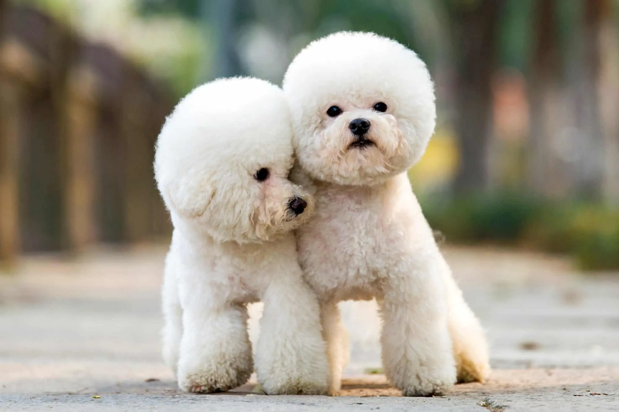 Chó poodle và những điều bạn cần phải biết