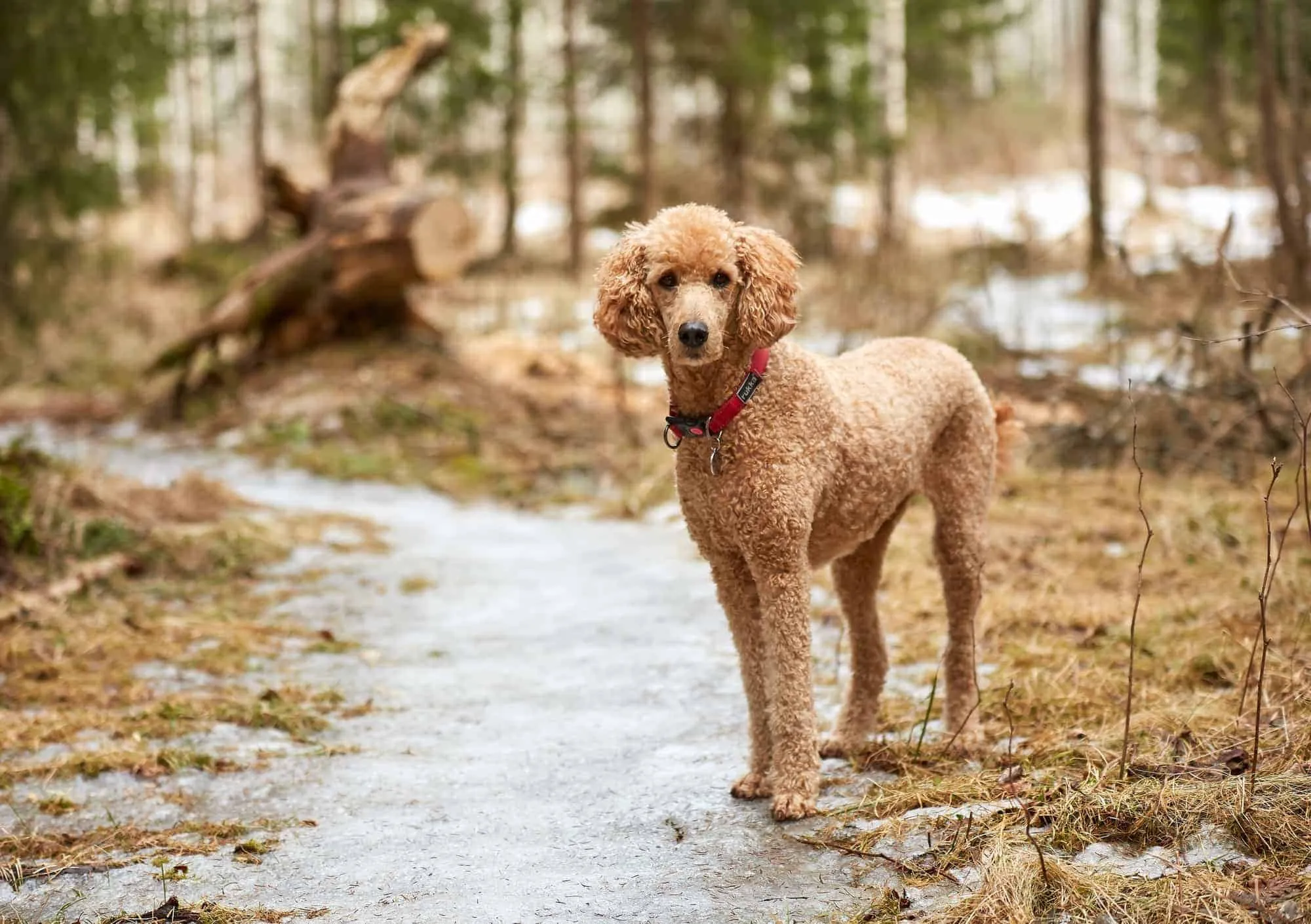 Chó poodle và những điều bạn cần phải biết