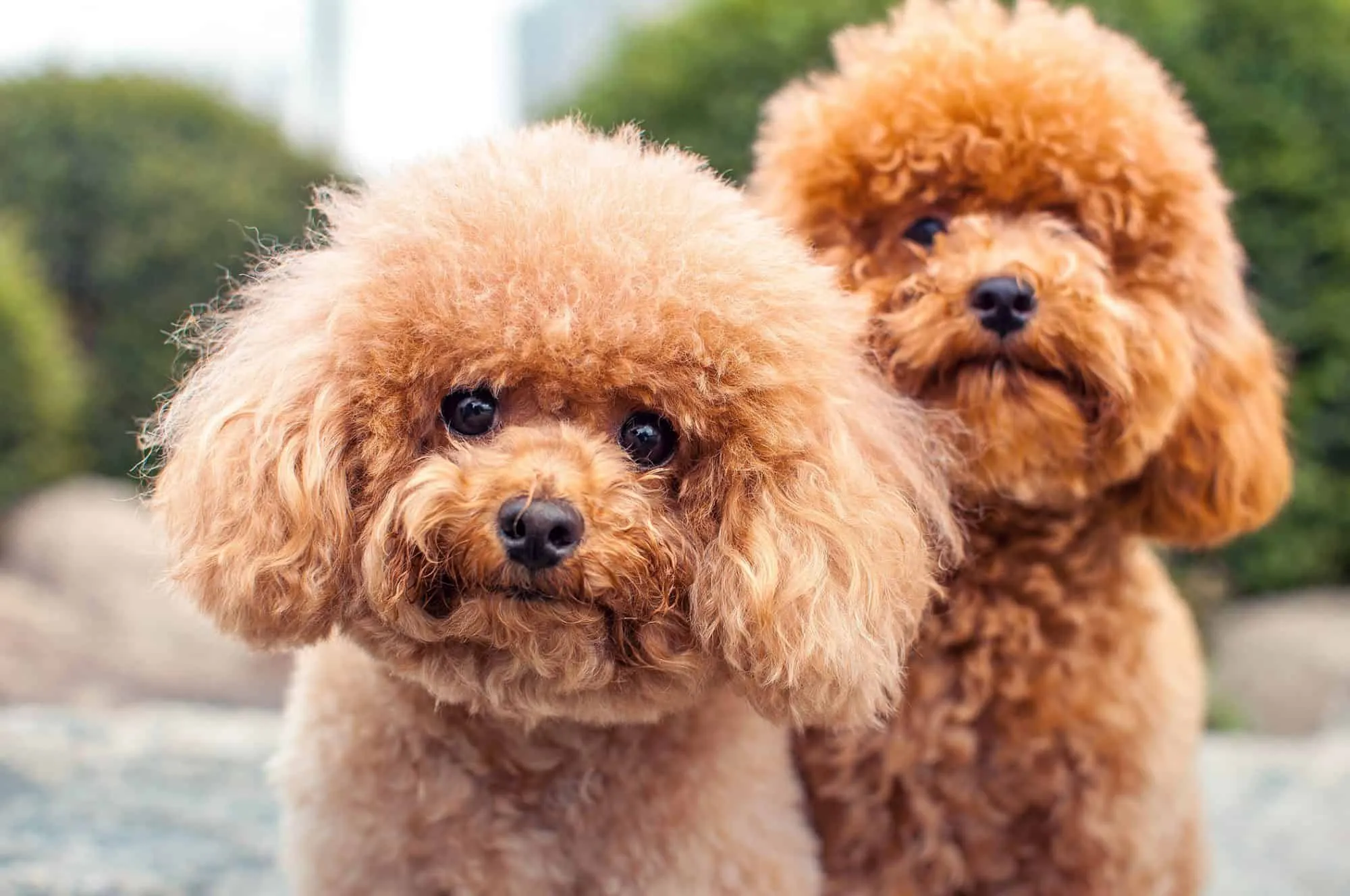 Chó poodle và những điều bạn cần phải biết