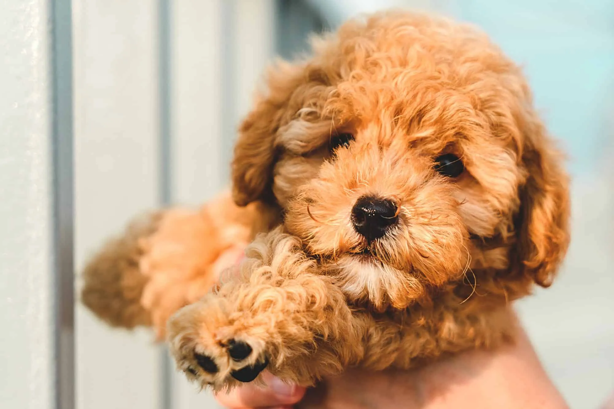 Chó poodle và những điều bạn cần phải biết