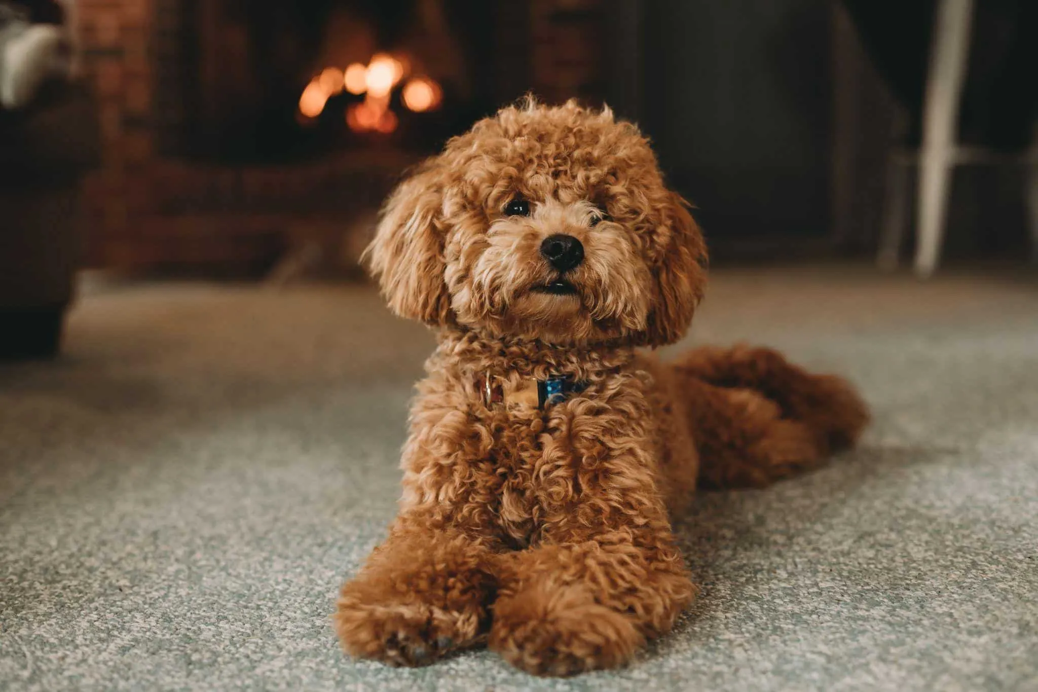 Chó poodle và những điều bạn cần phải biết