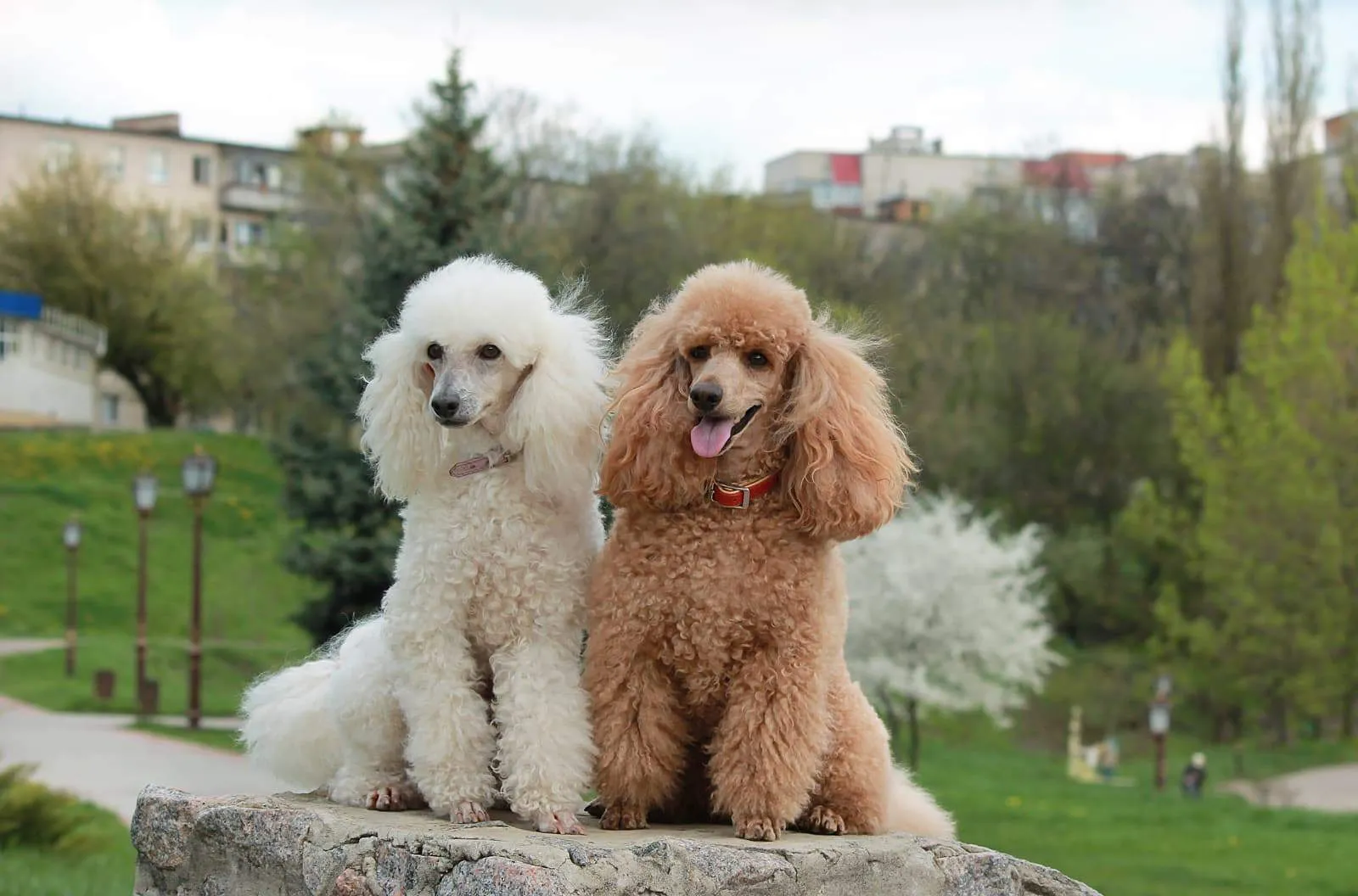 Chó poodle và những điều bạn cần phải biết