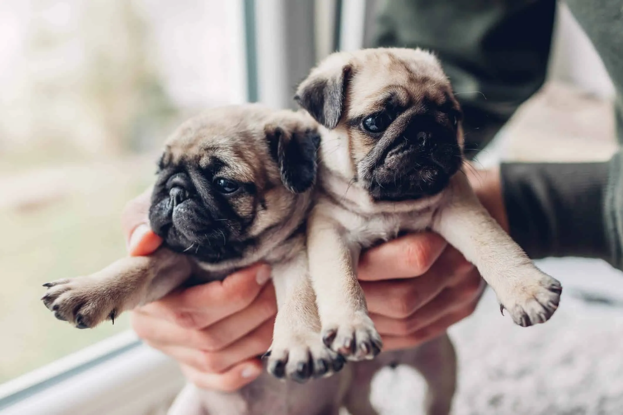 Chó Pug mặt xệ: Nguồn gốc, đặc điểm, cách nuôi và chăm sóc