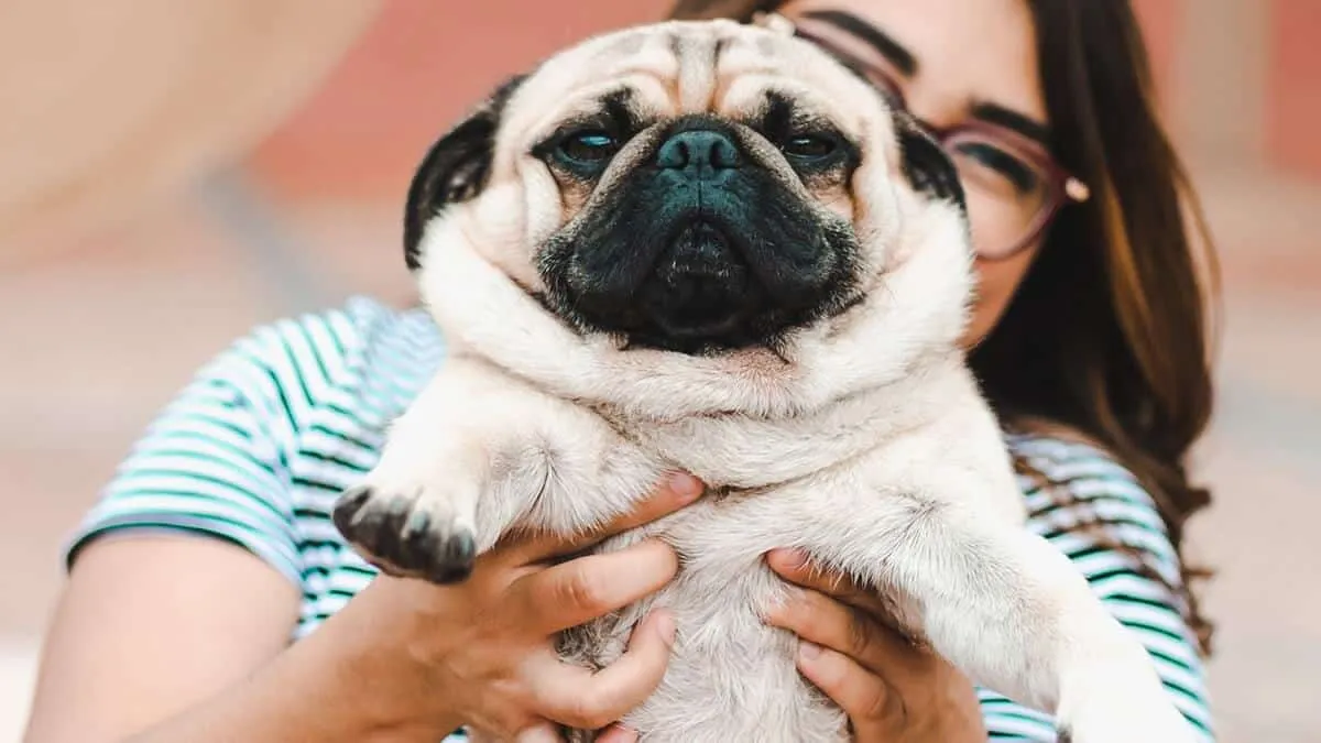 Chó Pug mặt xệ: Nguồn gốc, đặc điểm, cách nuôi và chăm sóc