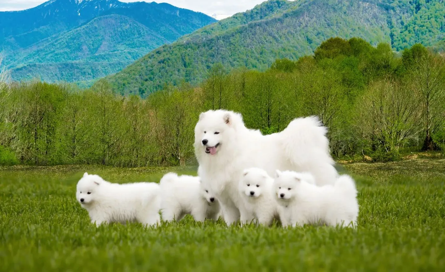 Chó Samoyed: tổng hợp các đặc điểm, nguồn gốc, cách nuôi và bảng giá chó chi tiết