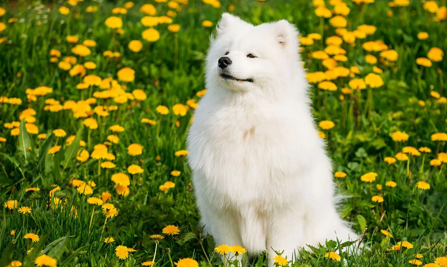 Chó Samoyed: tổng hợp các đặc điểm, nguồn gốc, cách nuôi và bảng giá chó chi tiết