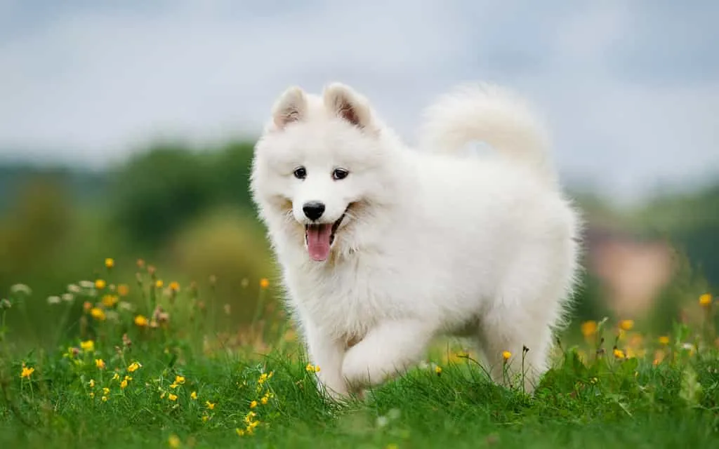 Chó Samoyed: tổng hợp các đặc điểm, nguồn gốc, cách nuôi và bảng giá chó chi tiết