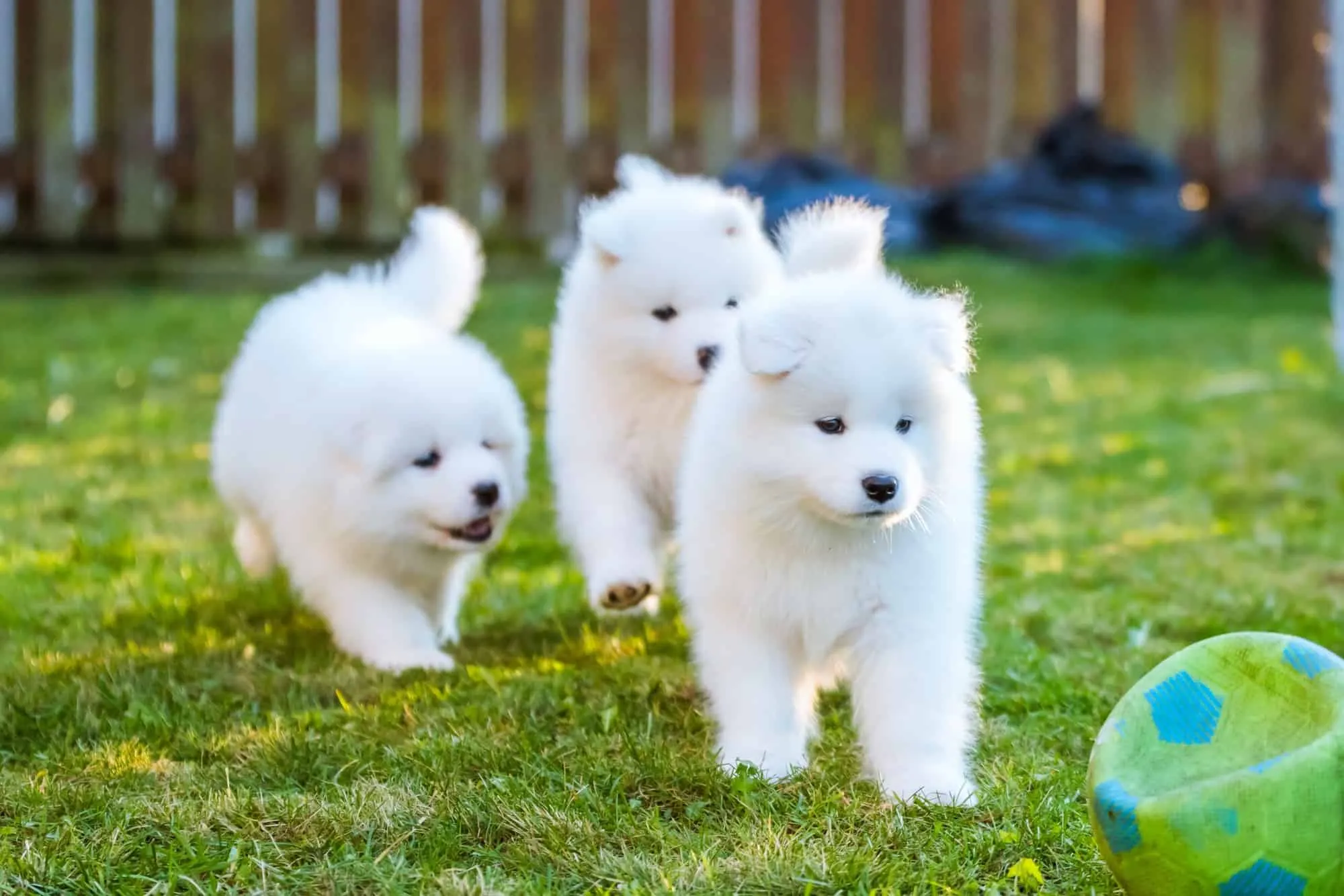 Chó Samoyed: tổng hợp các đặc điểm, nguồn gốc, cách nuôi và bảng giá chó chi tiết