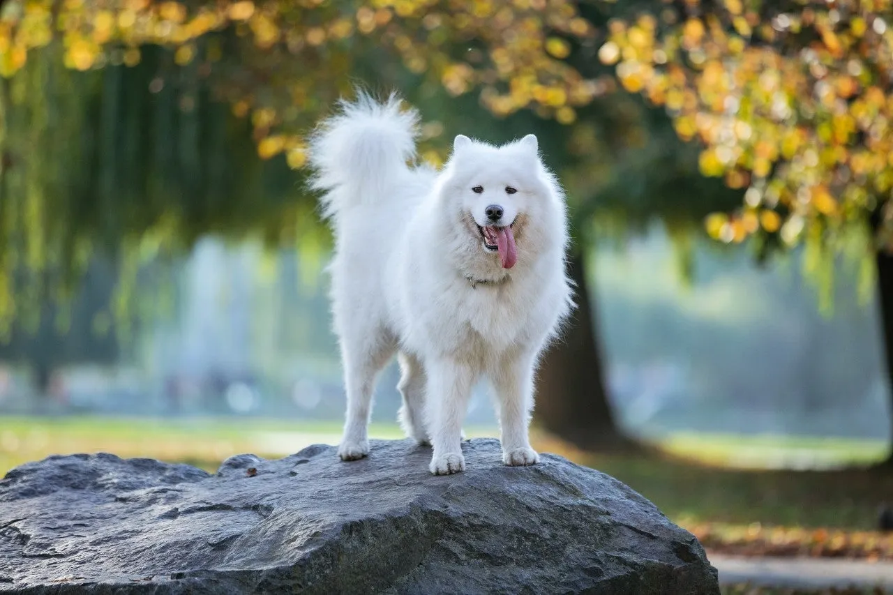 Chó Samoyed: tổng hợp các đặc điểm, nguồn gốc, cách nuôi và bảng giá chó chi tiết