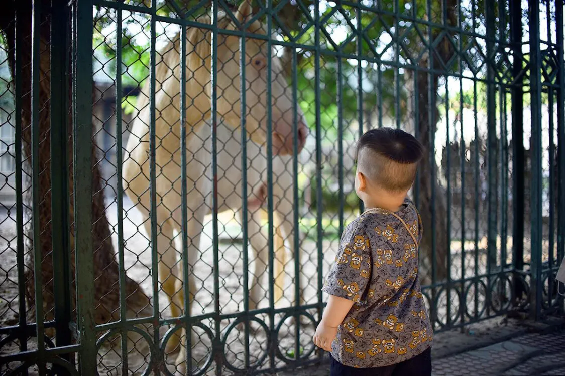 Công viên Thủ Lệ – điểm đến “giải nhiệt” lý tưởng ở thủ đô Hà Nội vào mùa hè 