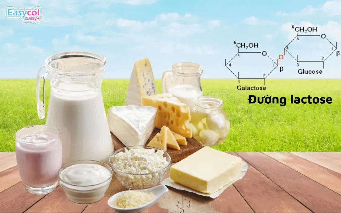 Đường lactose là gì? Tác động của đường lactose tới cơ thể