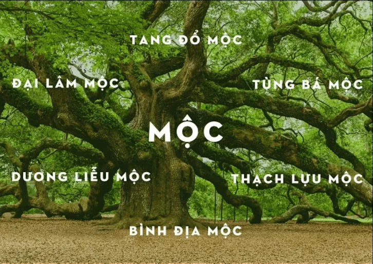 Gợi ý kê giường ngủ cho người mệnh mộc theo phong thuỷ