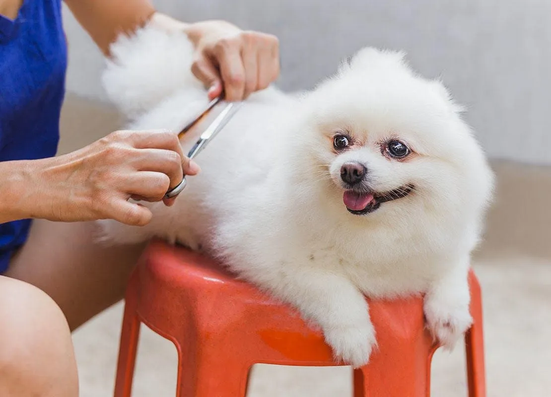 Grooming là gì? Cách thực hiện và lưu ý khi grooming cho chó