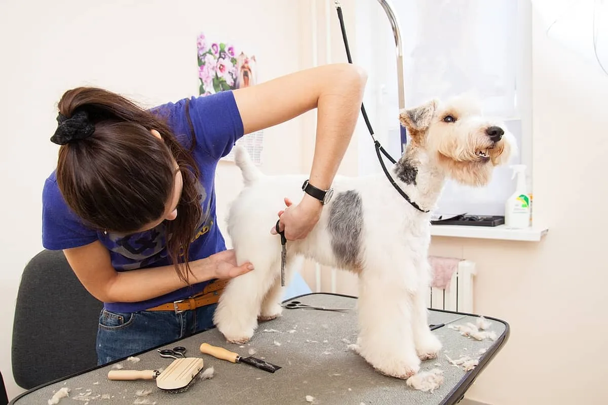 Grooming là gì? Cách thực hiện và lưu ý khi grooming cho chó