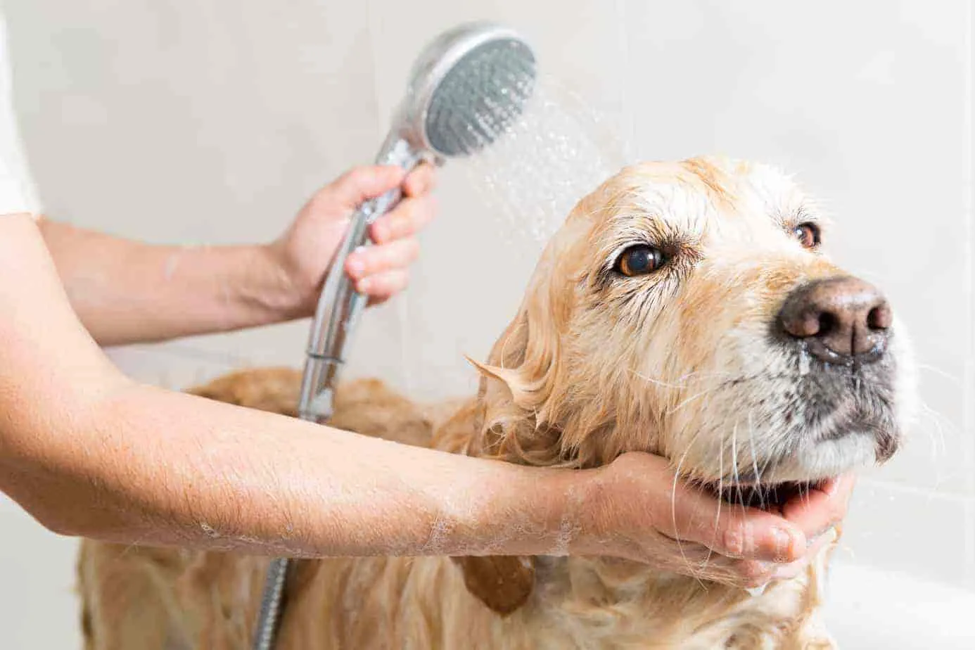 Grooming là gì? Cách thực hiện và lưu ý khi grooming cho chó