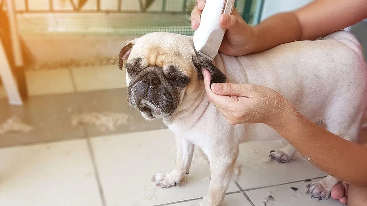 Grooming là gì? Cách thực hiện và lưu ý khi grooming cho chó