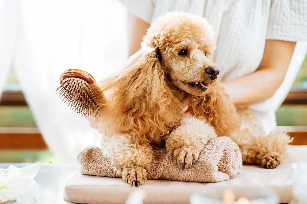 Grooming là gì? Cách thực hiện và lưu ý khi grooming cho chó