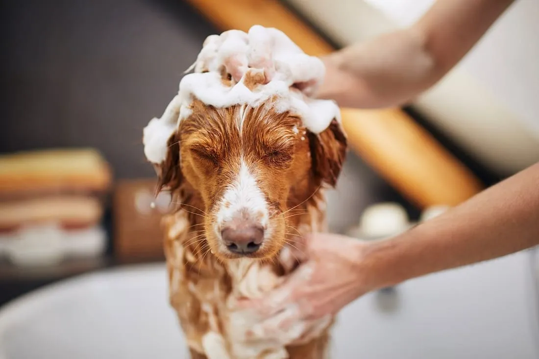 Grooming là gì? Cách thực hiện và lưu ý khi grooming cho chó