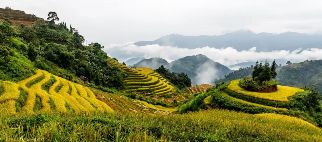 Hoàng Su Phì ở đâu? Kinh nghiệm du lịch tại Hoàng Su Phì nên biết